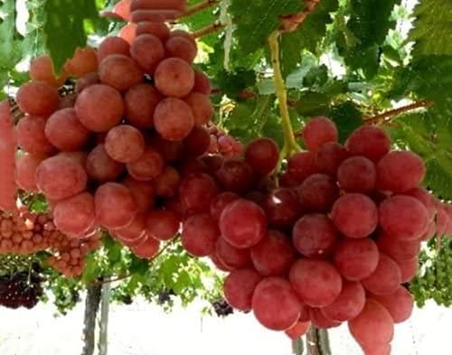 Giant Red Globe Grape 10 Semillas - Peine. S/H! VER TIENDA PARA SEMILLAS RARAS!
