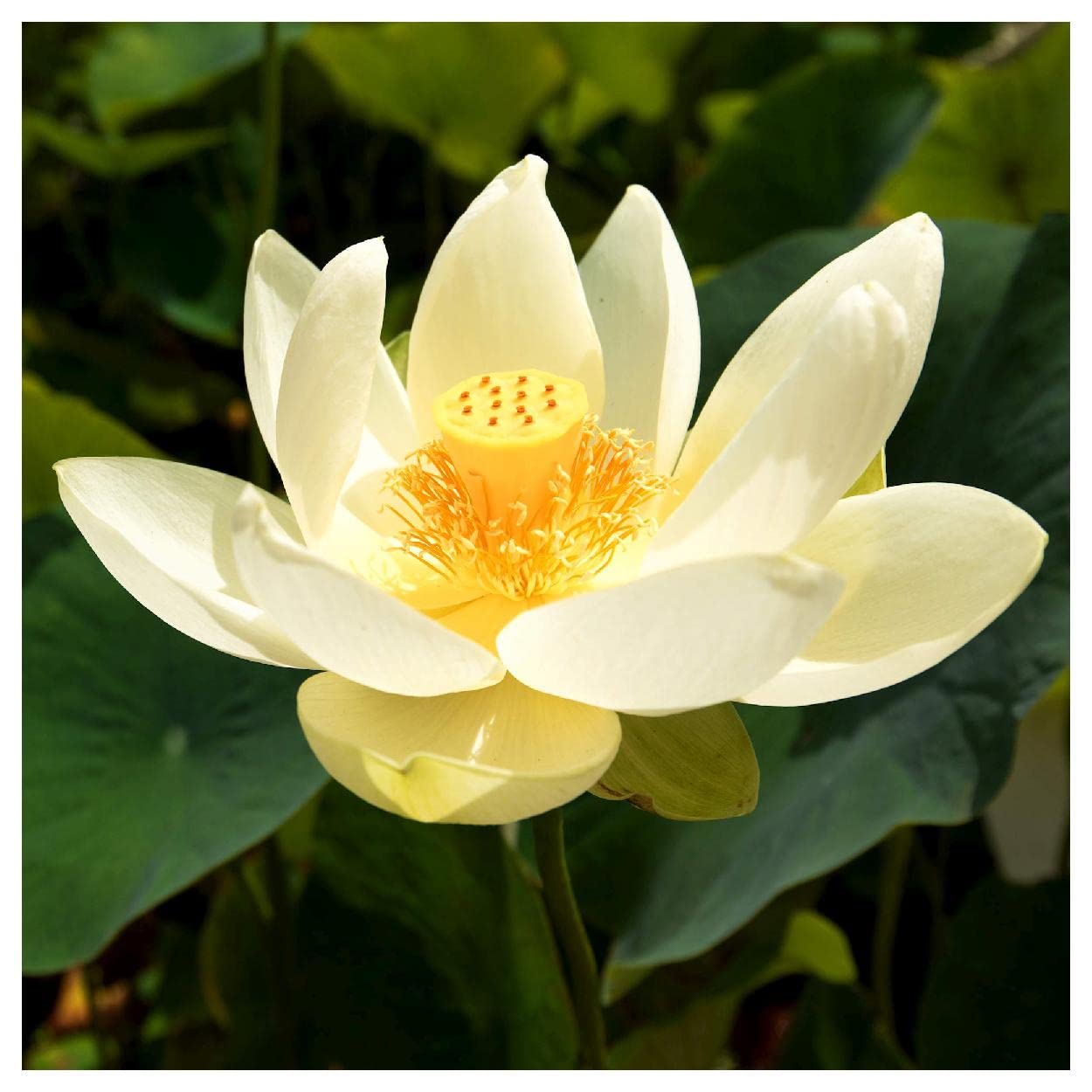 Everwilde Farms American Lotus Seeds
