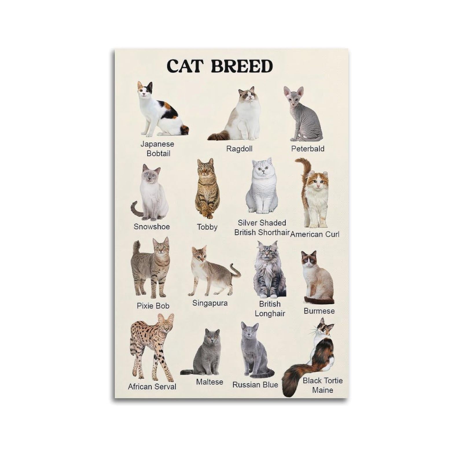 ESTE Cute Animal Poster Cat Breeds Artwork Decorative Painting Canvas Modern Art Picture 24x36inch(60x90cm)