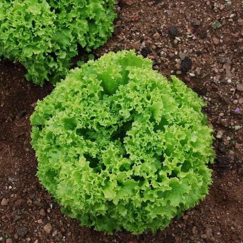 Miniatura 7 de Semillas Lechuga Lollo Bionda Balcón No GMO Heirloom