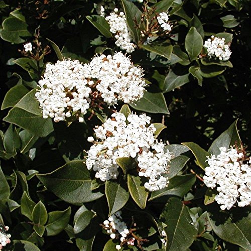 Viburnum tinus 'French White' Evergreen Hardy Garden Berry Shrub | 9cm Pot