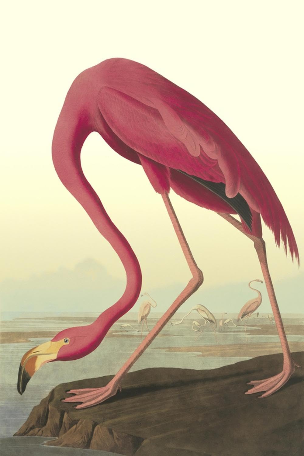 ART.COM Wall Art Print American Flamingo by John James Audubon, 16" x 24"