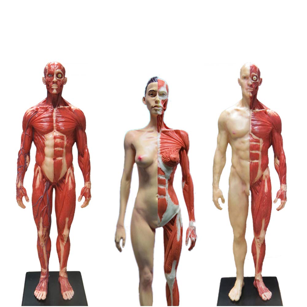 YNIYUJKL 3Pcs Human Anatomy Figure - 30Cm Male & Female Anatomy Figure Mannequin Drawing Figures - Human Muscle Skeleton Anatomical Model - Reference For Artist,A