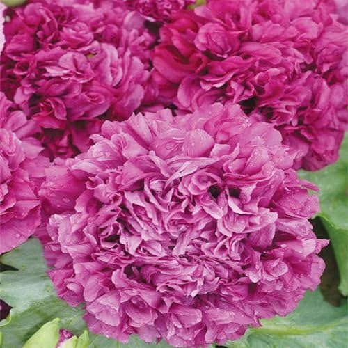 Outsidepride 5000 Seeds Annual Purple Papaver Peony Poppy Flower Seeds for Planting