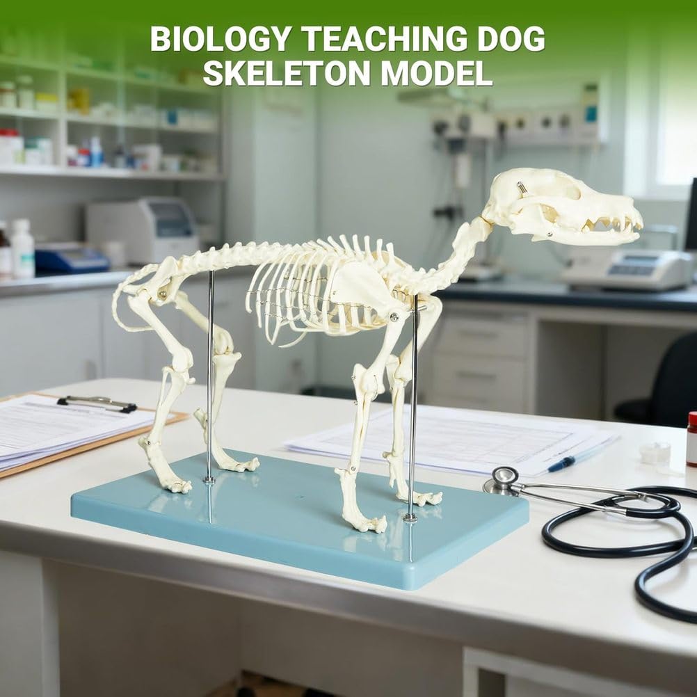 Modell eines Hundeskeletts, Hundeskelett-Anatomiemodell 12,5" X19,6 X9,4, Hundeanatomiemodell mit abnehmbarem beweglichem Kiefer anatomische Anzeige für Veterinärlehre akademisches Labor