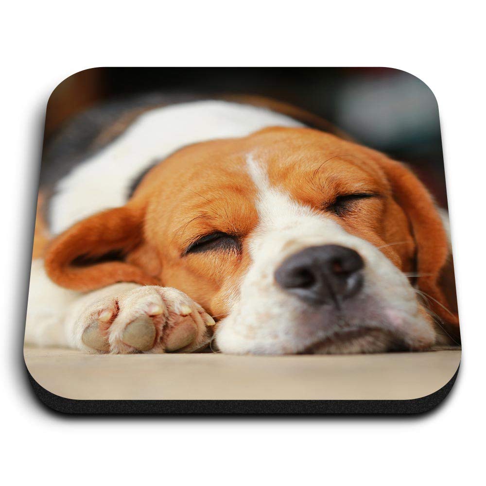 Destination Vinyl Ltd Multicolor 1 X Square Mdf Fridge Magnet - Sleeping Beagle Dog Puppy Cute 15506