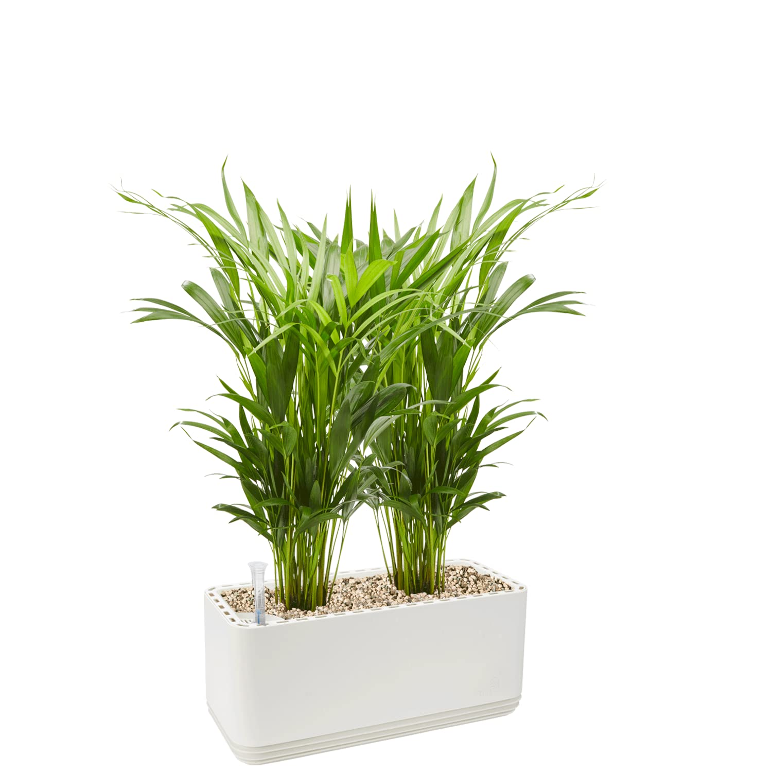 AIRY Pot L z 2 palmami owocowymi i 9 l substrat Airy • naturalny oczyszczacz powietrza filtruje szkodliwe substancje, alergeny i zapachy • Do pomieszczeń o powierzchni ok. 30 m2 • Made in Germany, 3301-607 biało-biały