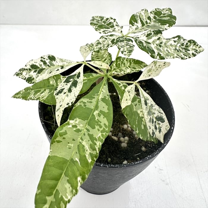 Amazon｜観葉植物 斑入り パキラ ミルキーウェイ 実生 4号鉢 希少