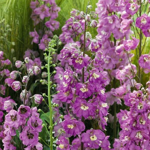 12 unità Delphinium 'Astolat' - Larkspur Vaso 9x9cm ±1 m² - Fiore Blu Alto, Perfetto per Bordure e Giardini Eleganti