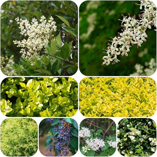 semillas de aligustre - raras jardín interior resistentes 150pcs