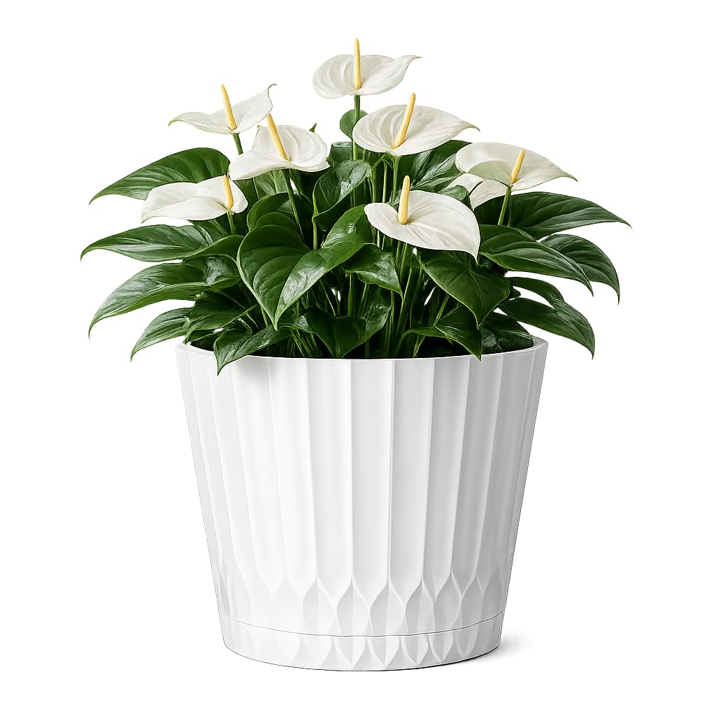 Muddy Hands Decorative Cream Plant Pot with Clip-On Saucer – Indoor & Outdoor Round Plastic Planter for Flowers, Herbs & House Plants, Stylish Durable Flower Pot with Drainage Holes (1, 5.5 Litre)