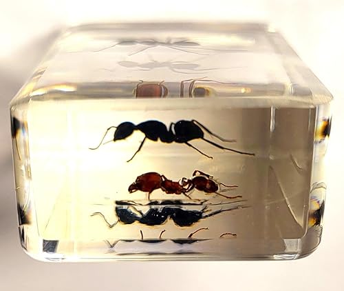 Miniatura 456 de Escarabajo de algodoncillo azul cobalto real de 1.732 in en espécimen de resina de lucita cristalina, insectos, insectos preservados, colección