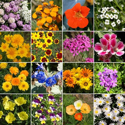 Image of Ferry-Morse Low-Growing Bulk Wildflower Seeds, 310,000+, 1 lb