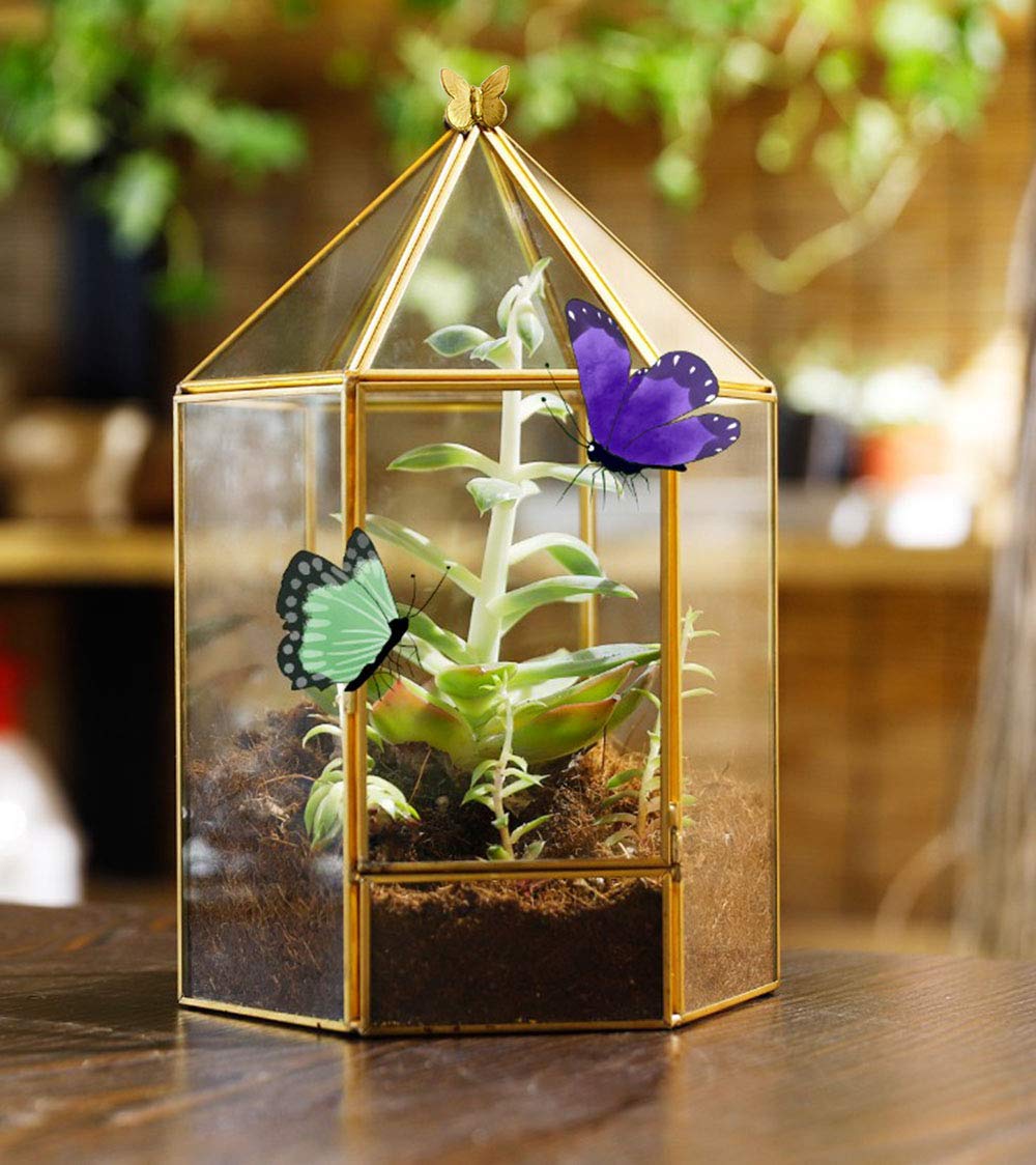 Geometrisches Glas Terrarium - Dekorative Pflanzgefäße Für Sukkulenten & Luftpflanzen