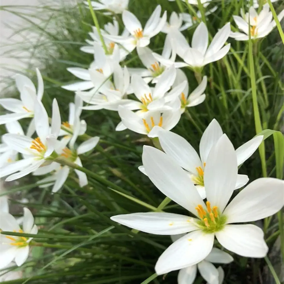 20pcs White snowdrops Bulbs for Planting Now Spring...