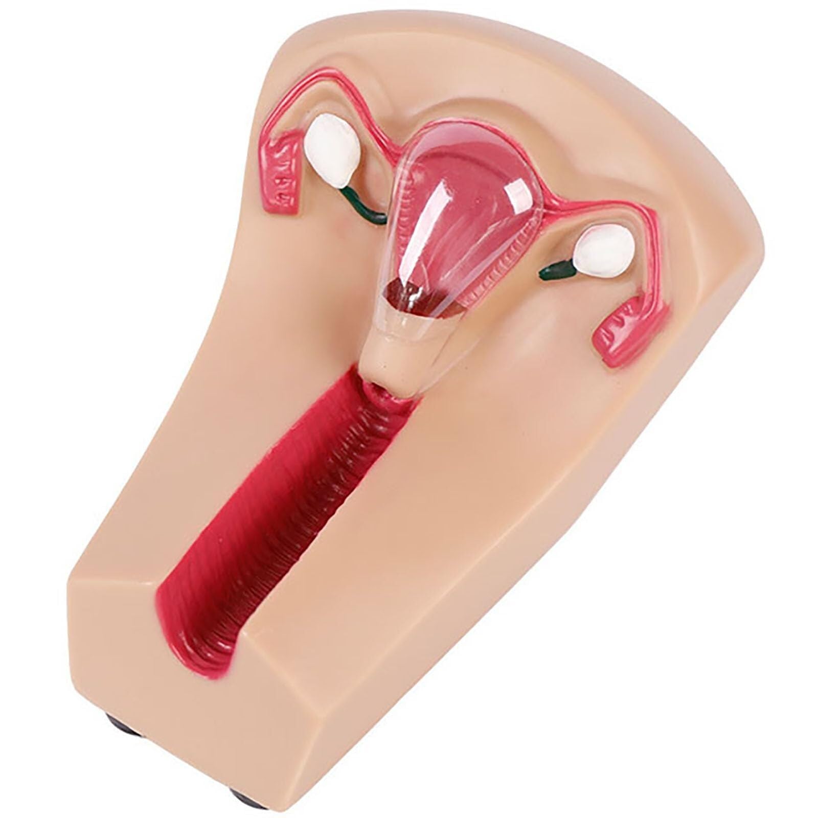 Intrauterine Gerät Trainingsmodell, transparentes PVC-Uterus- und Eierstockmodell, Einsetzen und Entfernen von Intrauterinpessar