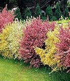 BALDUR Garten 3er Ginster-Hecke Tricolor, Pflanzen im 9x9 cm-Topf, Cytisus...