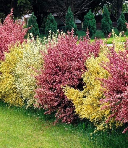 BALDUR Garten 3er Ginster-Hecke Tricolor, Pflanzen im 9x9 cm-Topf, Cytisus praecox, winterhart, Heckenpflanzen, trockenresistent, pflegeleicht, Wasserbedarf gering, blühend