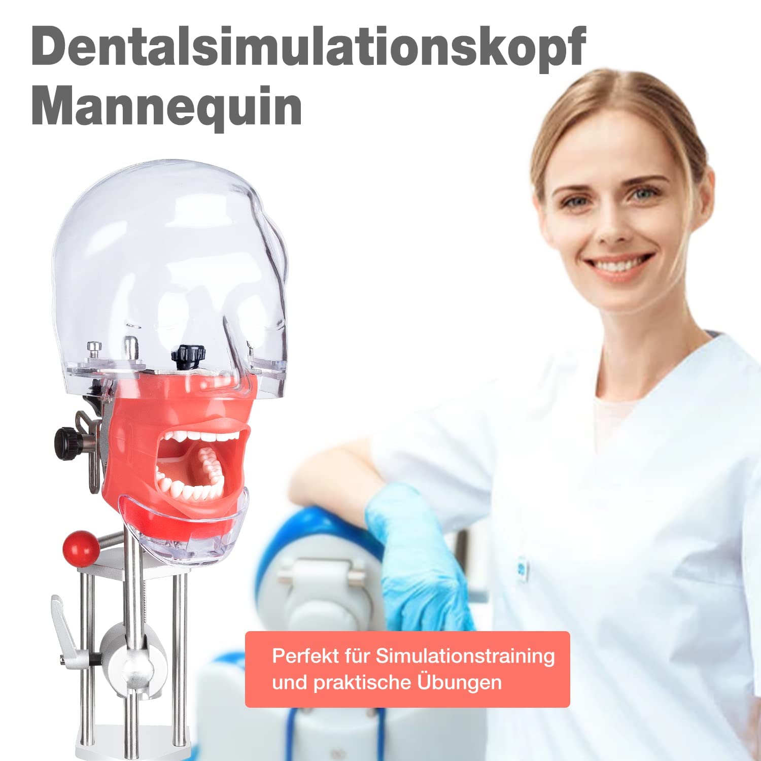 Simulador Dental Cabeza De Maniquí Con Montaje De Banco Fijo En El Escritorio 360 ° Ajustable 1: 1 Emulación Alta Para Práctica Docente Entrenamiento De La Cabeza Fantasma Modelo De Dientes Maniquíes