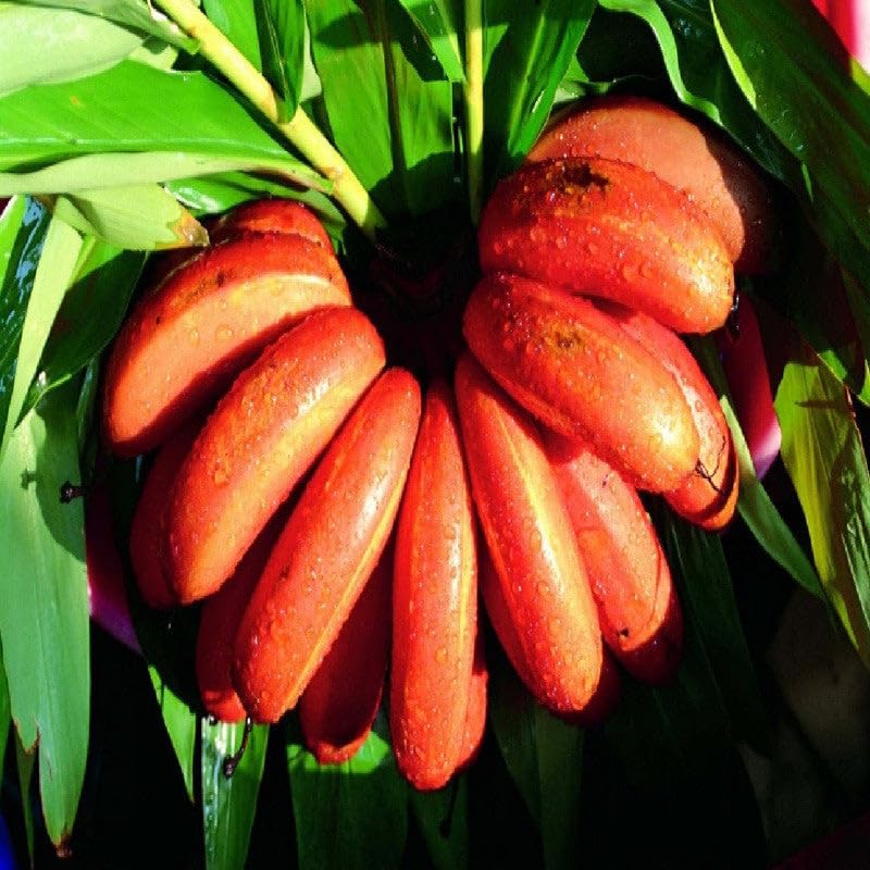 See full amazon price history chart for Mphmi Seedless Plant Fruit Plants Plant Red Banana plant Red Chakrakeli - Fruit Plants & Tree Plants Mphmi Seedless Plant Fruit Plants Plant Red Banana plant Red Chakrakeli - Fruit Plants & Tree Plants (B0CYXM6YD4) Amazon Price History, Amazon Price Tracker