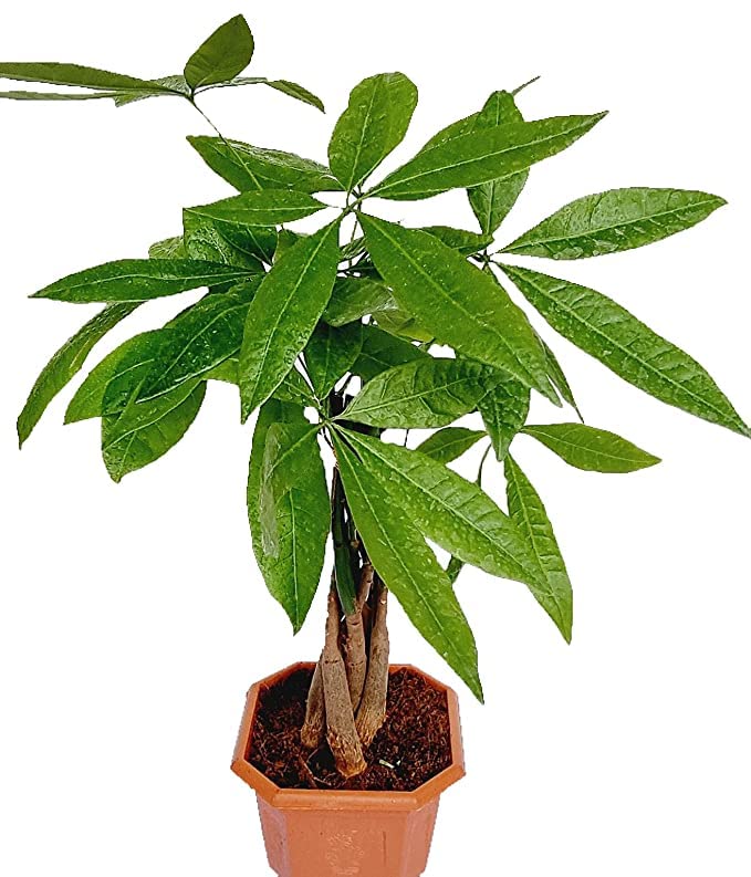 Guru 24 Hours 3 In 1 Pachira Money Tree Plant Good Luck Plant Feng Shui Plant Real Live
