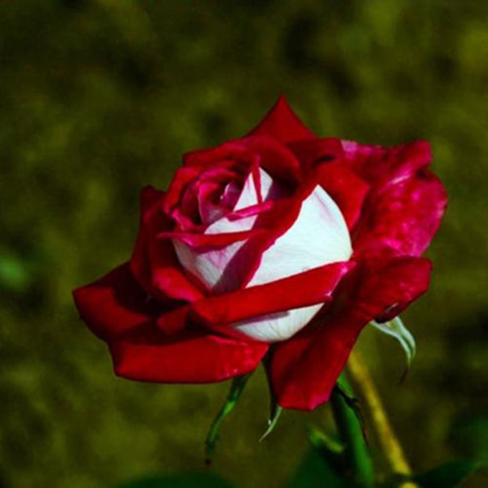 100 Rose 40/45cm ( Rosse, Bianche, Rosa) - DE LUCA FIORI - Foto 8