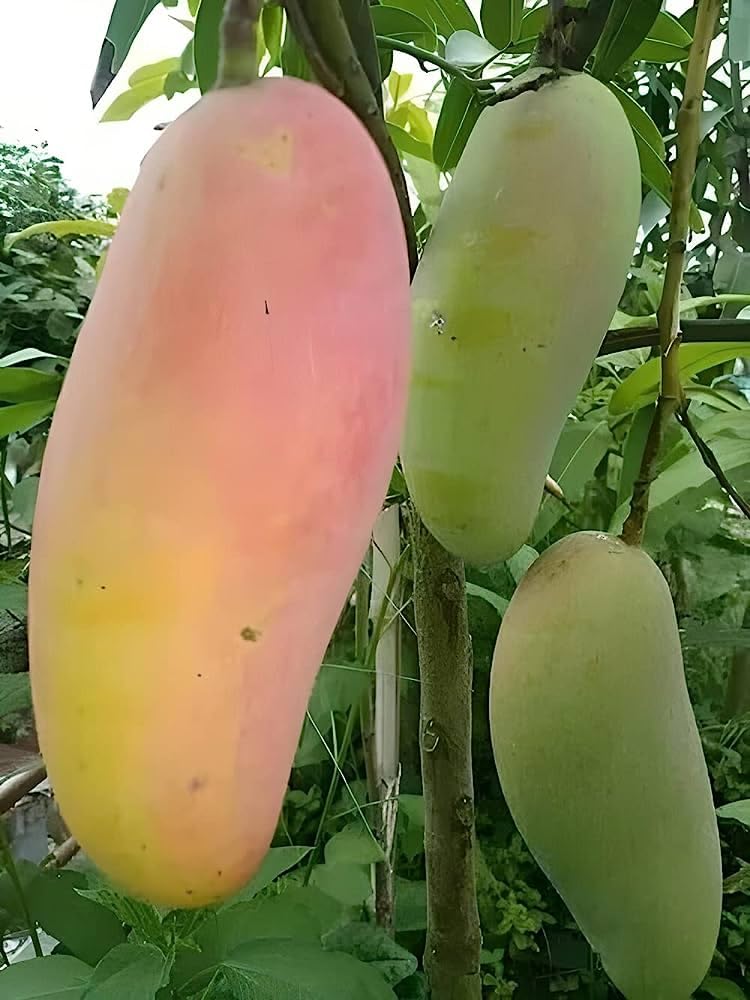 GreenWorld Special Gir Kesar Mango Plant/Kashir Mango,GRAFTED Healthy Live plant Pack of 1 (Fruit After 1 Year) (B0CBQ64D66) Amazon Price History, Amazon Price Tracker