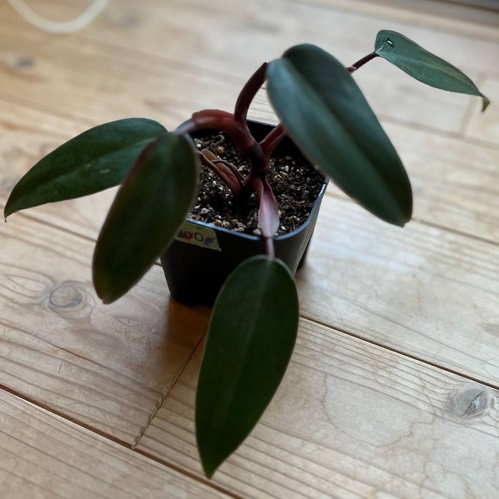 Amazon｜観葉植物 フィロデンドロン レッドエメラルド｜観葉植物