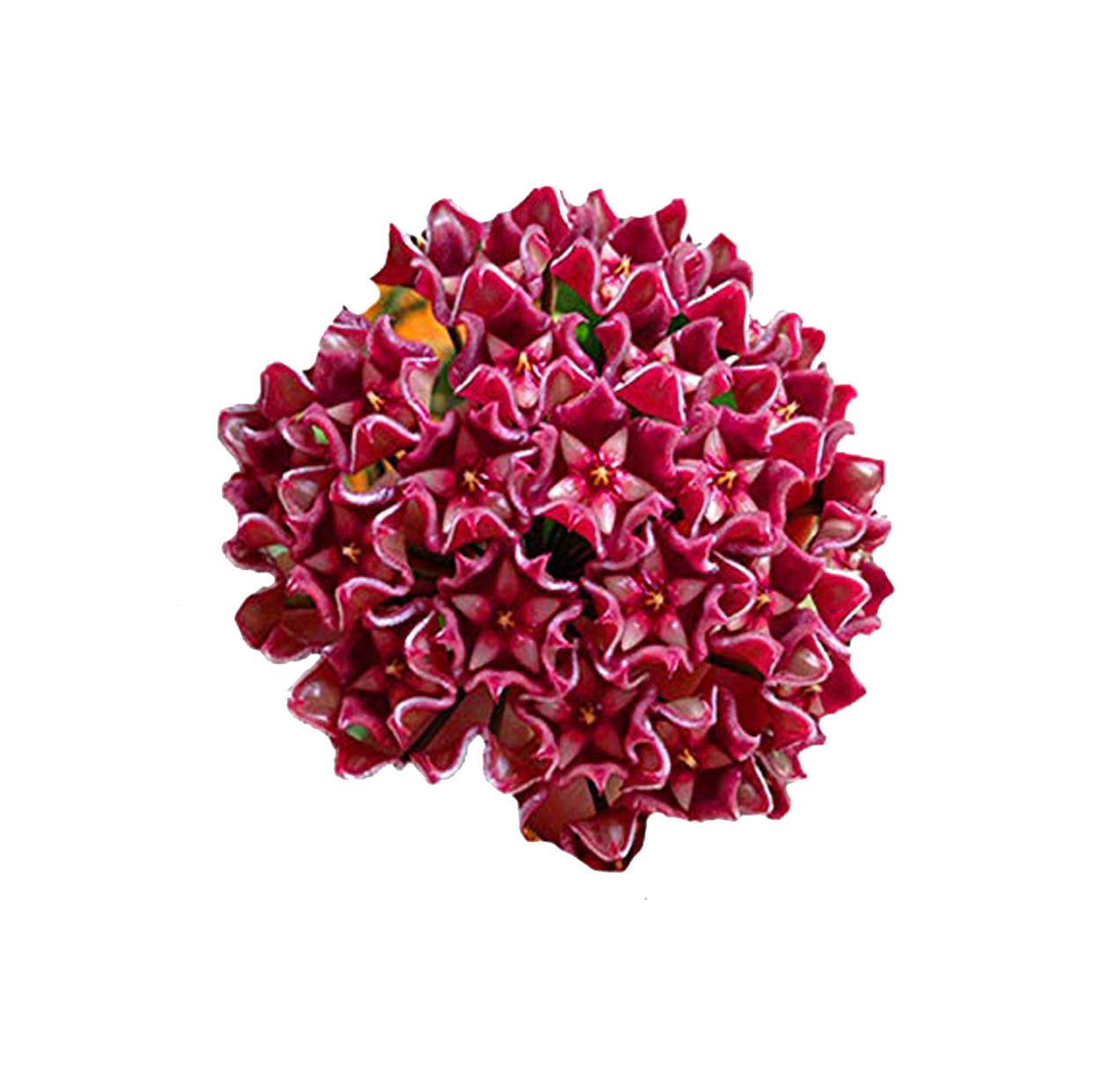 Nema Hoya Carnosa Flower Seed - Pink -100 Seeds (B07SJ3P342) Amazon Price History, Amazon Price Tracker