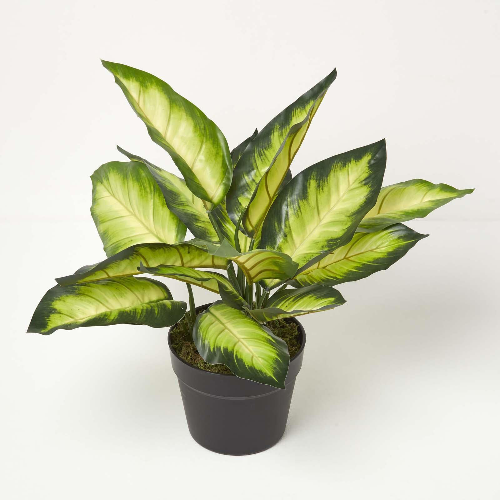 Homescapes Dieffenbachia Dumb Cane Plant in Pot, 50 cm Tall in Green