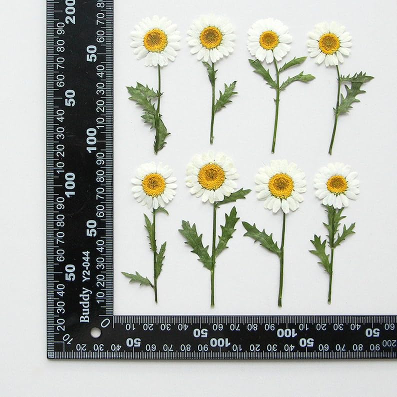 12 flores blancas secas para decoración y manualidades miniatura 2