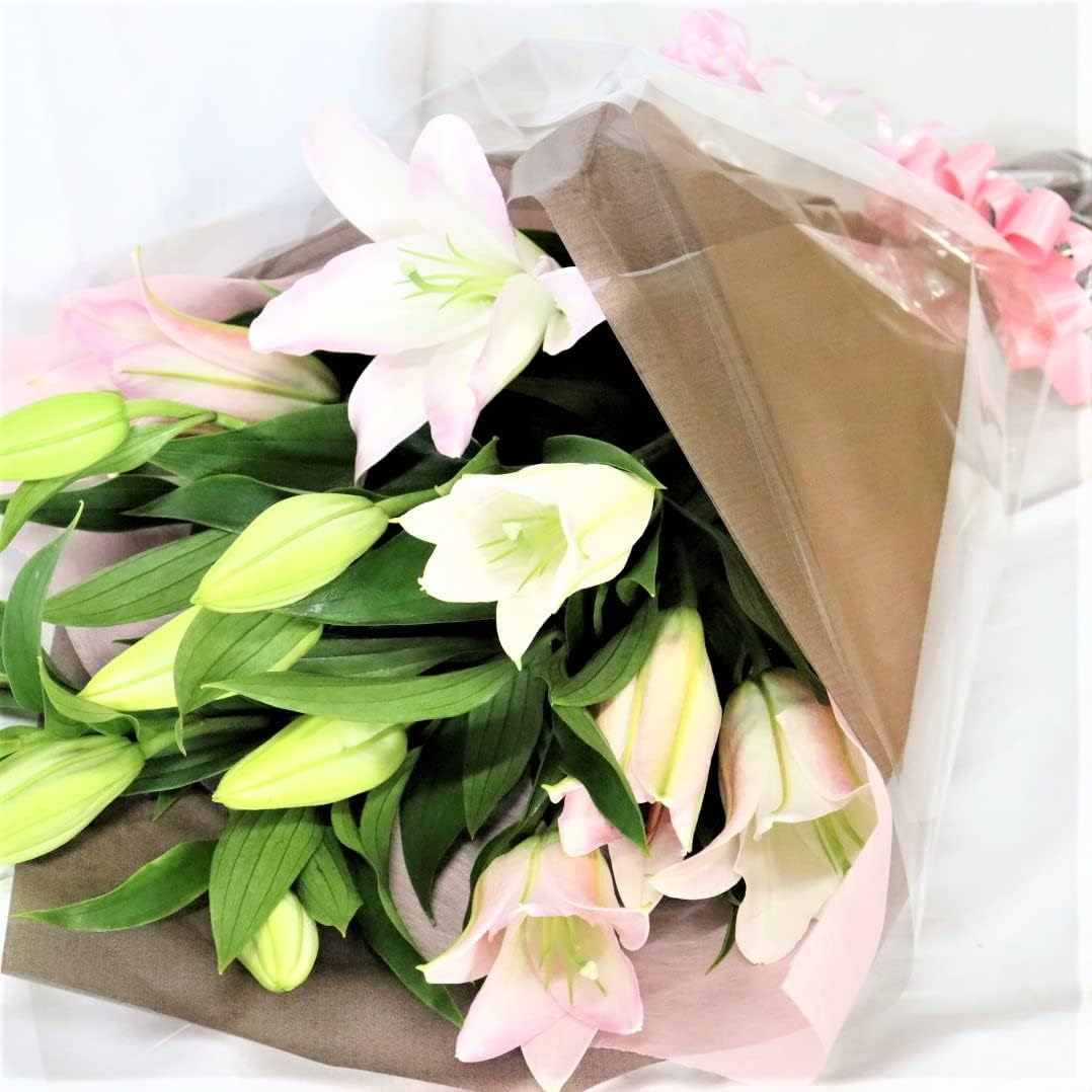 多肉植物 ハオルチア オブツーサ錦① 6c ハオルチア 多肉植物 紫王