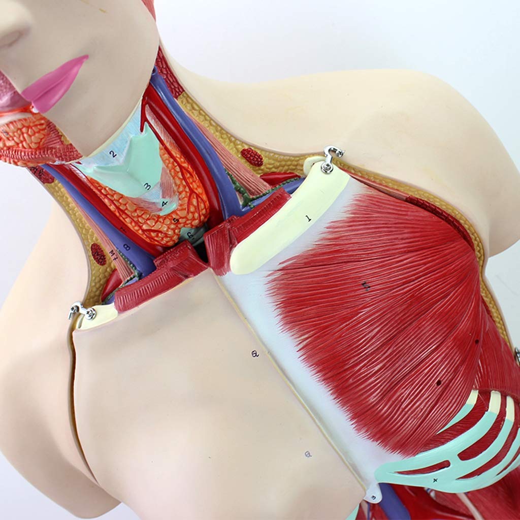 Modelo Anatómico del Torso Humano - Modelo Anatómico del Torso De 85 Cm - Modelo De Torso Humano Unisex - Modelo Médico De Anatomía del Sistema Visceral Desmontable De 29