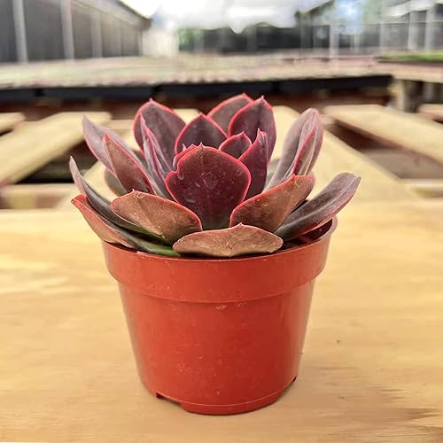 Miniatura 5 de Rare Suculenta Echeveria Agavoides 'Morgain', plantas suculentas vivas totalmente enraizadas en macetas de 4 pulgadas con tierra, planta de casa de