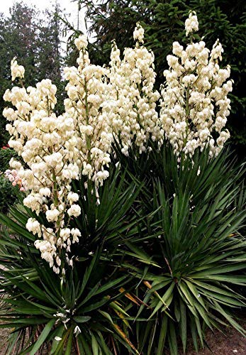 30 Yucca Filamentous/Yucca Filamentosa : Seeds Only