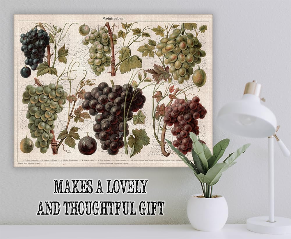Amazon.com: Weintrauben Vintage German Grape Botanical