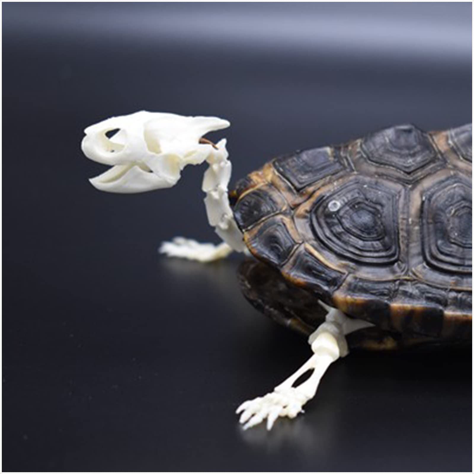 Amazon.co.jp: 亀の骨格標本剥製用品アートボーン獣医医学1:1、Lサイズ