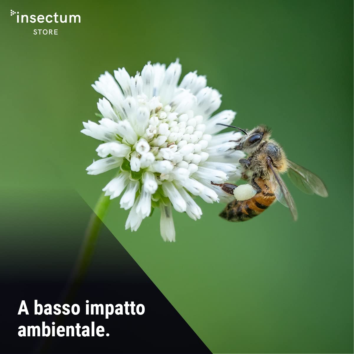 SMASH Spray Insetticida Formiche per Casa - 1x500 ml - Adatto per Ambienti con Animali Domestici. Senza Permetrina. Antiformiche per Interno Casa - Istruzioni incluse