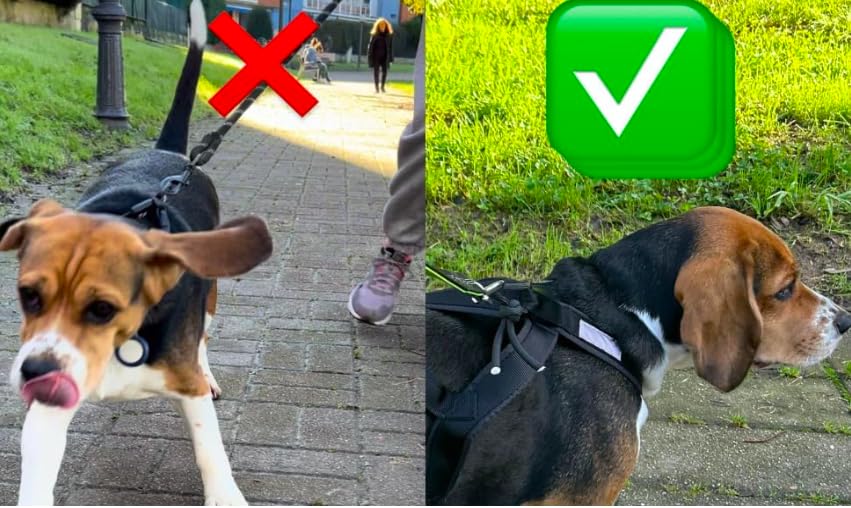 Total Sportgeschirr mit Hund, Laufen, Canicross, Schlitten, Mushing, Fahrrad, Roller... (L, Schwarz)