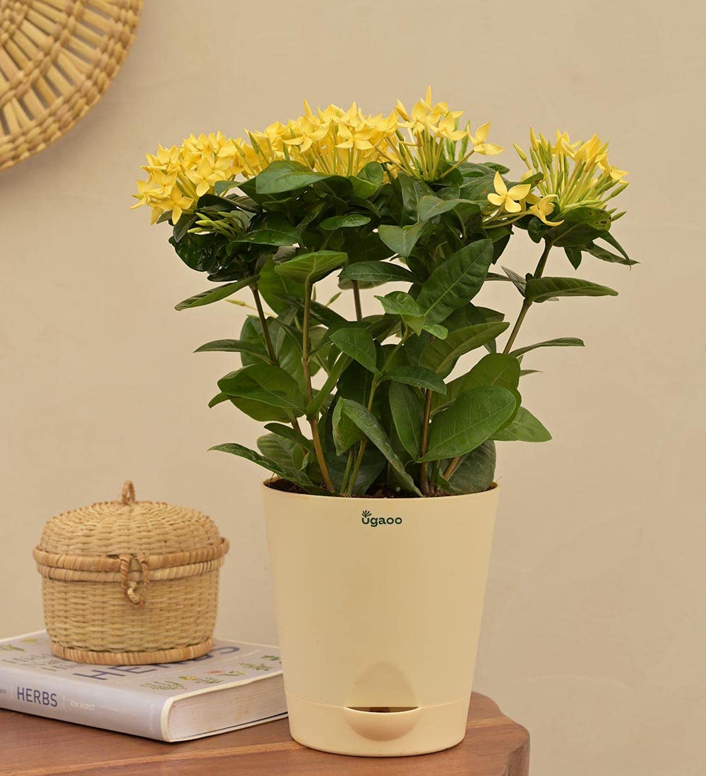 UGAOO Ixora Yellow (Rugmini) Natural Live Indoor Plant with Pot - Medium (B0B74QSRQR) Amazon Price History, Amazon Price Tracker