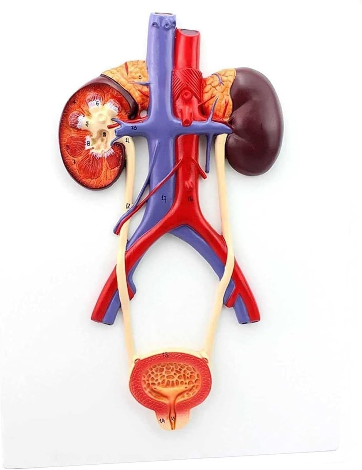Human Urinary System Model, Human Model for Anatomy for Doctors Office Educational Tool Human Model for Anatomy, Anatomical Model Composed of Kidneys