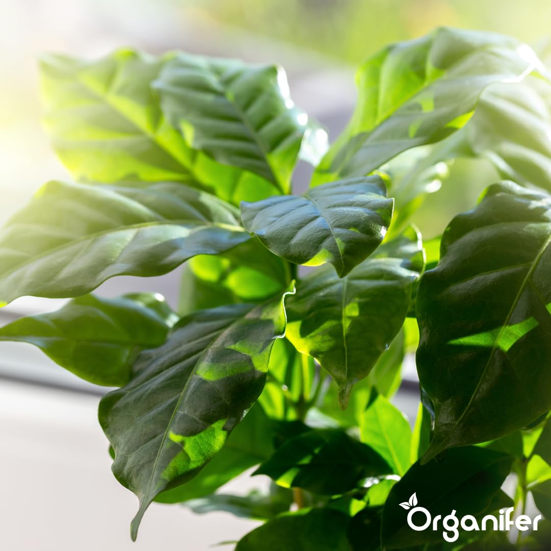 Fertilizante Líquido - 10L - Para Planta Verde - NPK 2-1-8 | Crecimiento Saludable Y Plantas Robustas - Organifer