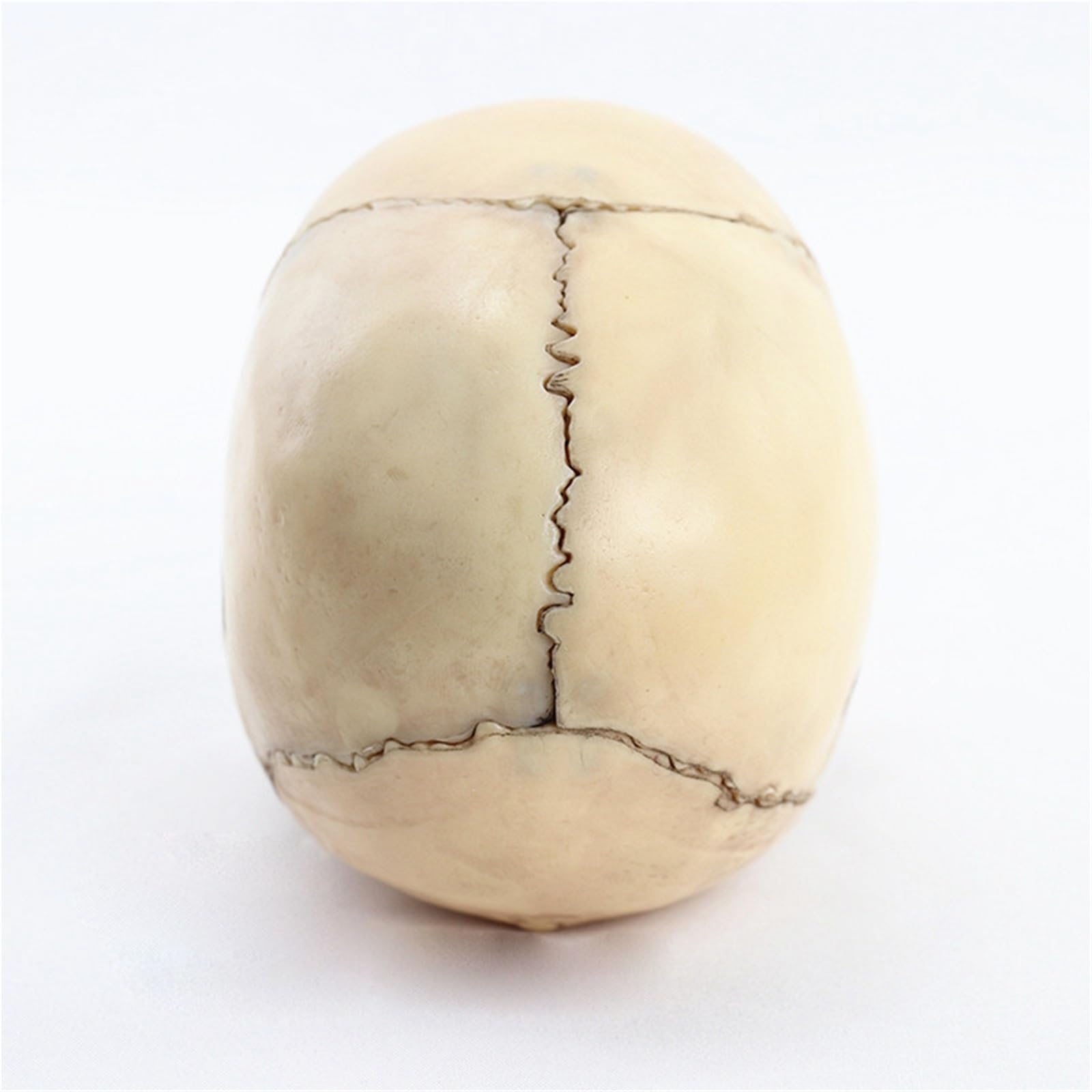 Modelo anatómico de calavera desmontado 1:2, modelo de enseñanza de esqueleto de anatomía desmontable de 15 partes