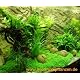 Mühlan 4 getopfte Wasserpflanzen, 6 Bund Aquarienpflanzen + 2 Mooskugeln