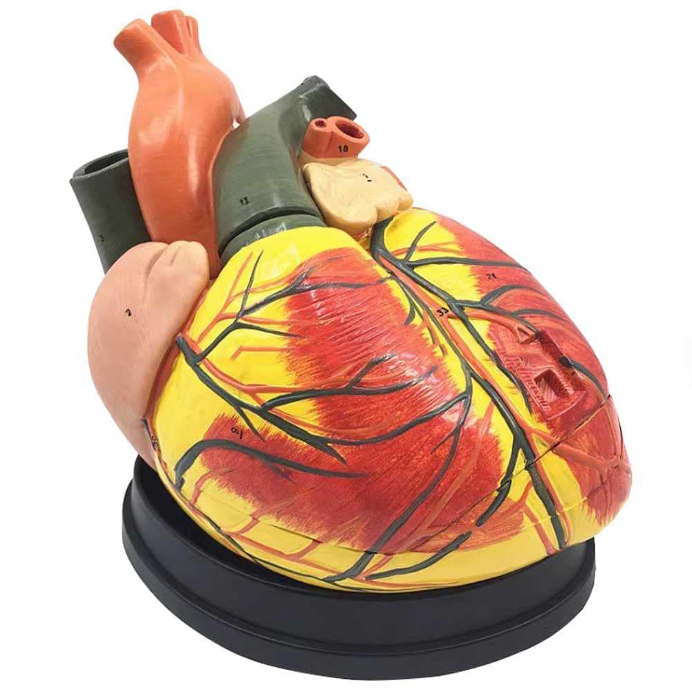 Modèle d'anatomie cardiaque adulte grossissement 4X pour démonstration et explication