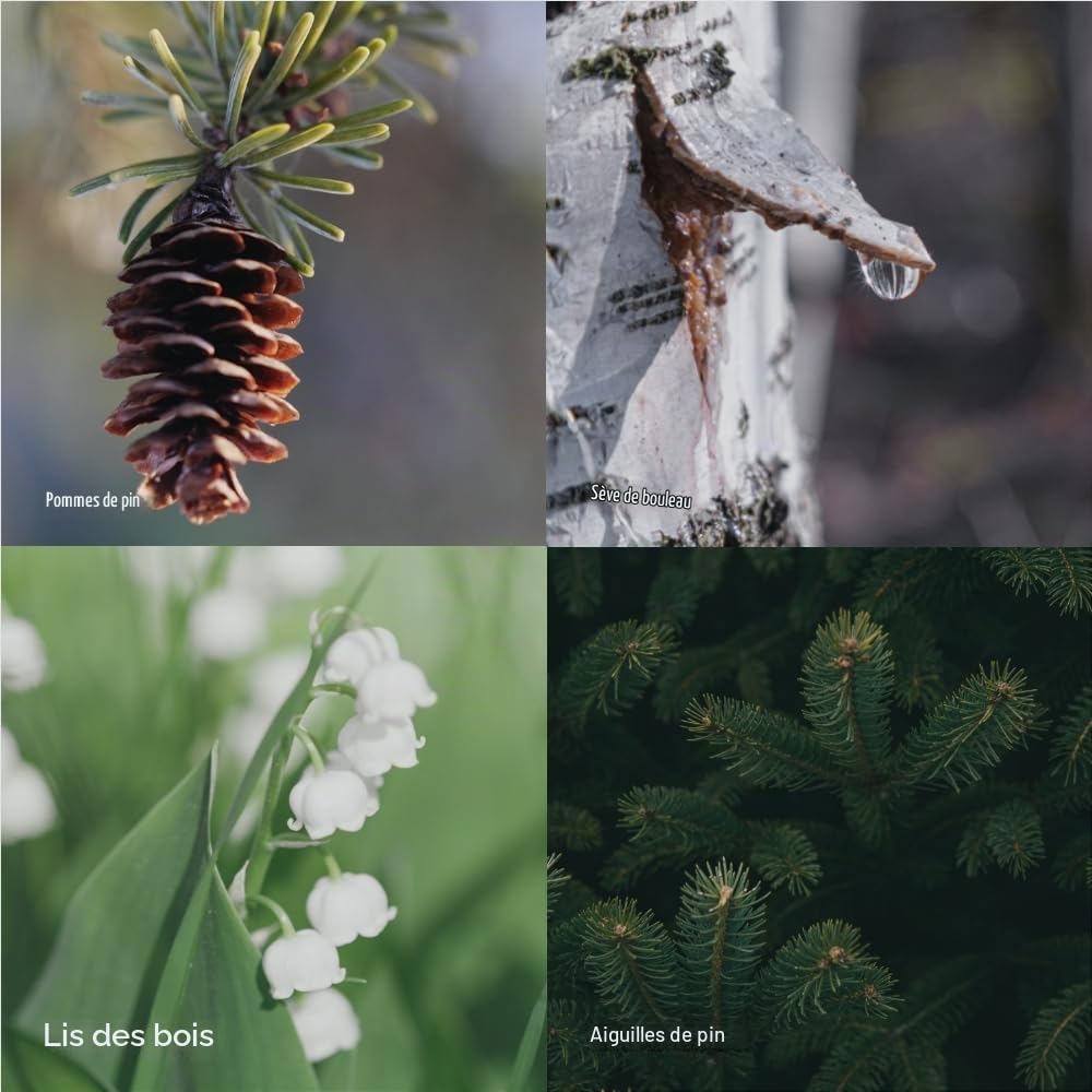 Skandinavisk Skog Recharge pour diffuseur de Parfum Forest avec 8 roseaux, durée de Vie + 3 Mois Notes : Aiguilles de pin et Pommes de Sapin, sève de Bouleau et muguet 200 ML