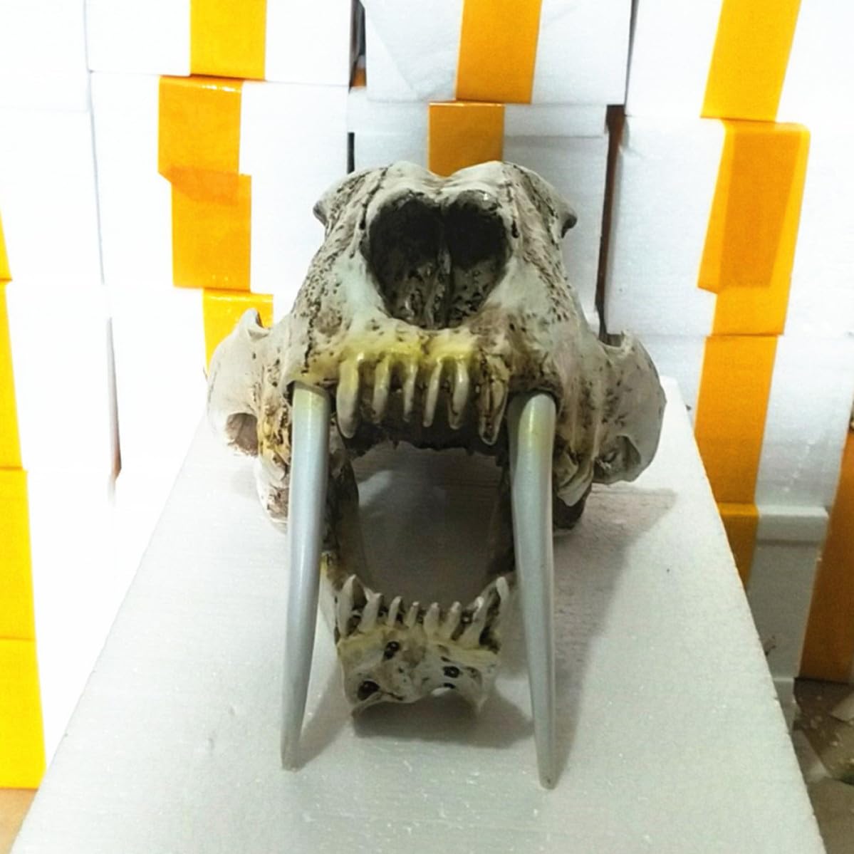 Säbelzahntiger Totenkopf Ornamente aus Kunstharz, Halloween Geschenkideen