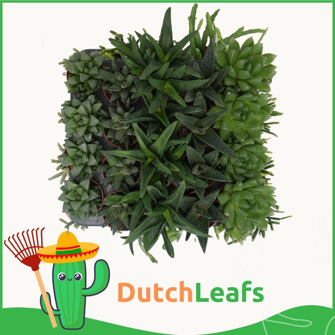 Haworthia Mix 5 Stück Verschiedene Mini-Sukkulenten - Topf 5,5 cm - Asphodeloideae Sukkulent Kleine Pflanzen Sammlung Pflegeleichte Zimmerpflanzen - Höhe 8-15 cm