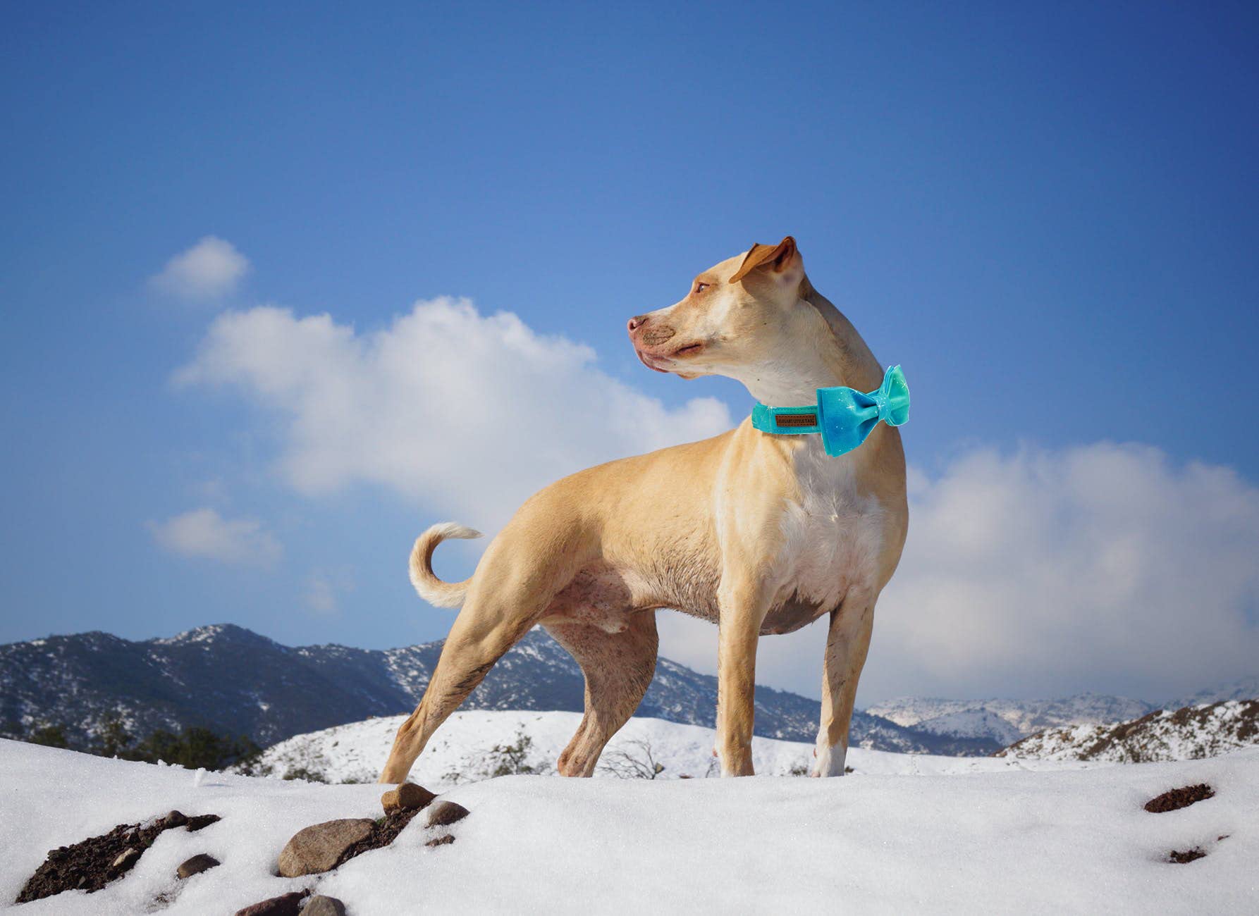 Elegant Little Tail Hundehalsband Mit Floralem Design | Verstellbar, Größe M (2,5 Cm Breit, 34,3–55,9 Cm) | Dunkelblaue Blume, Für Mittelgroße Hunde