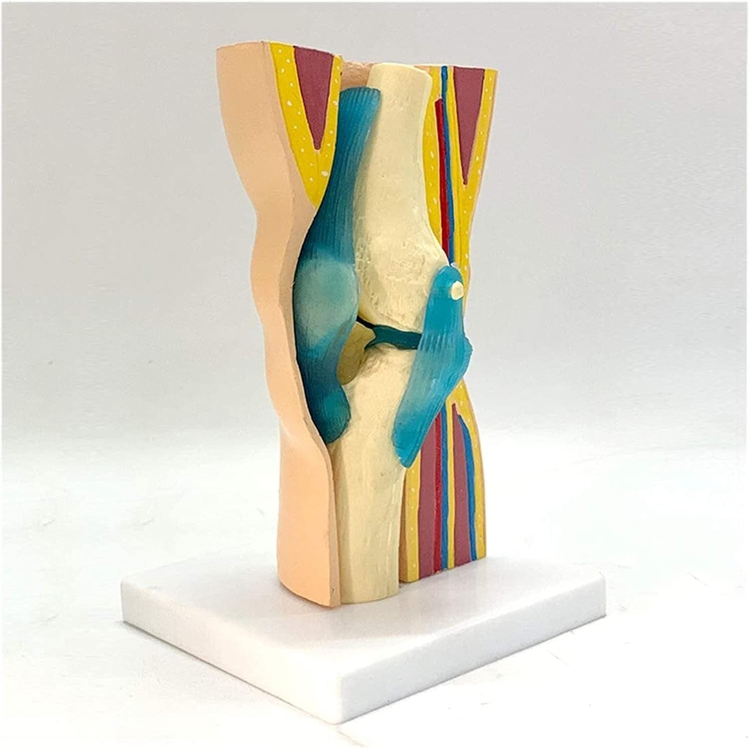 ExKaTeFlexible Human Knee Joint Function Model, Knee Joint Muscle Skin Anatomy Human Skeleton Skeletal Joint Movement Ligament Teaching Anatomical Model for Patient Education & Anatomy Study.
